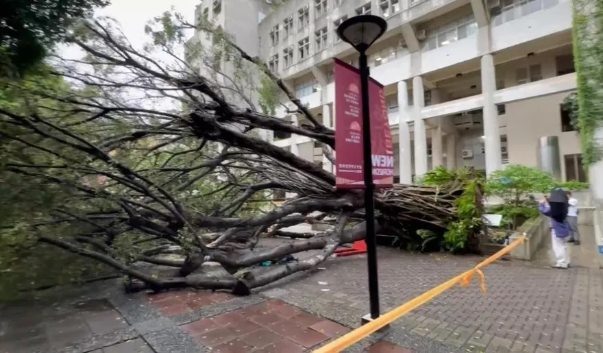 逢甲大學巨樹壓死研究生　母怒告校長5人均不起訴