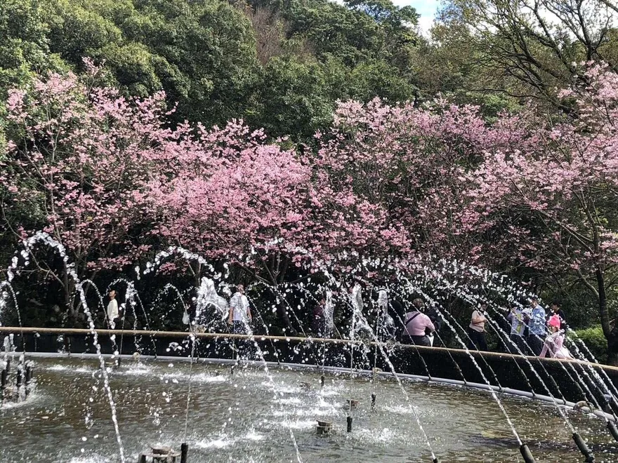 最後倒數！陽明山花季3/15落幕　花卉盛宴錯過再等一年