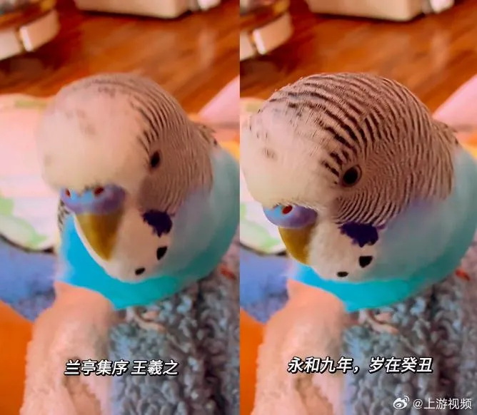 影/陸鸚鵡流利背《蘭亭集序》暴紅　飼主曝訓練關鍵：循序漸進