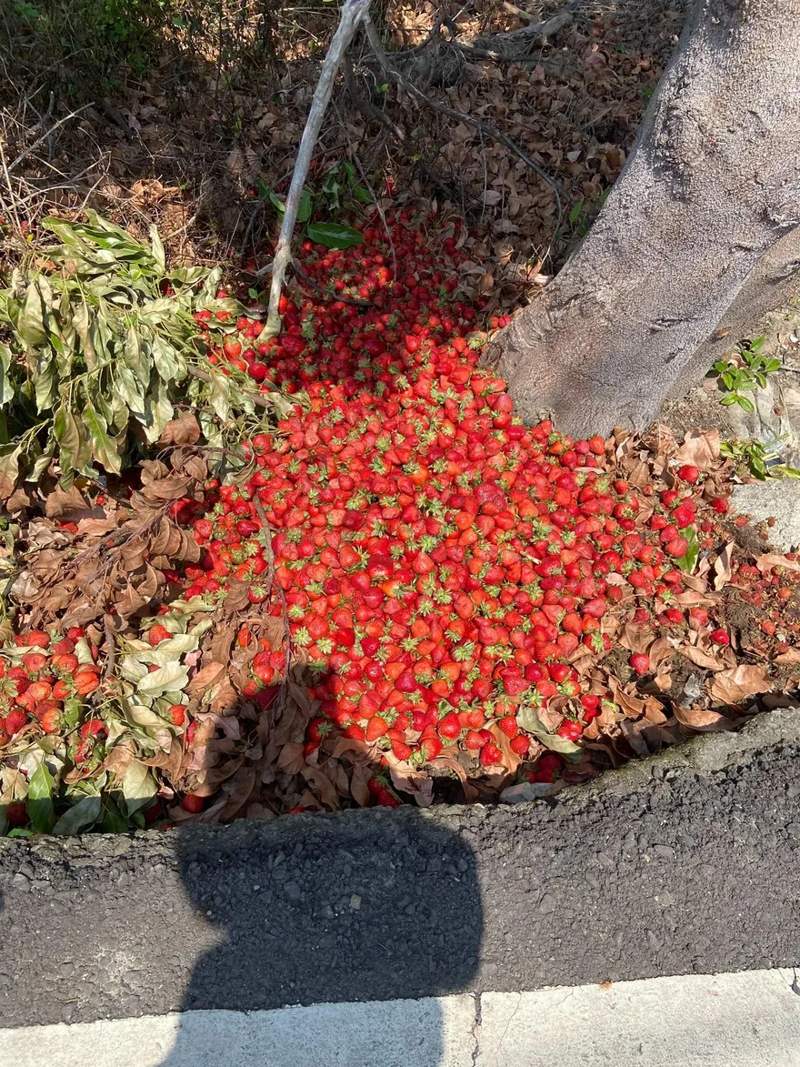 苗栗國「拿草莓種樹」畫面曝　網嘆：樹都吃的比我好