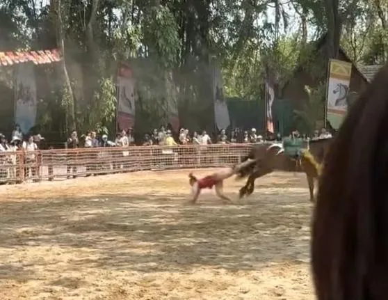 影/陸樂園驚傳意外！女表演者「墜馬+拖行」驚悚畫面曝光