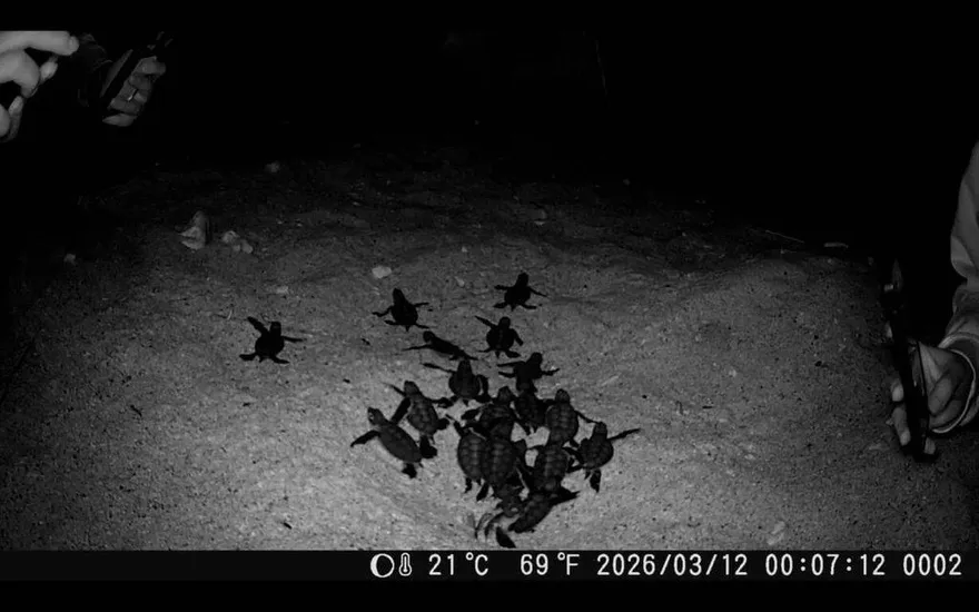 小琉球現綠蠵龜卵窩　海保署推估低溫環境雄性比例高