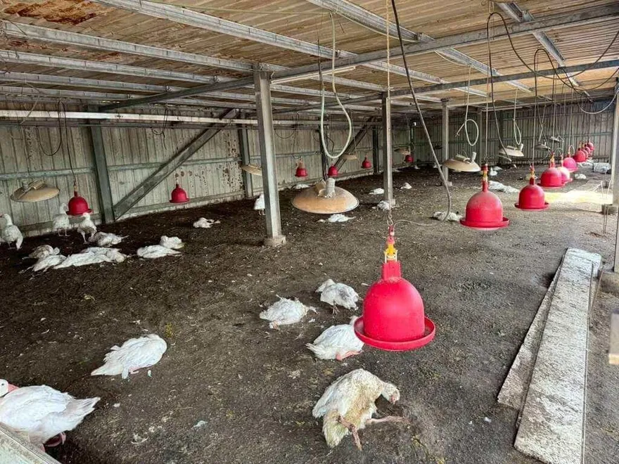 雲林水林鵝場確診禽流感　縣府急撲殺883隻鵝