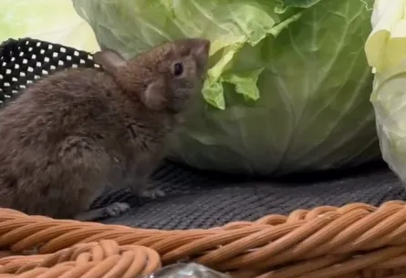 超市驚見「老鼠狂嗑高麗菜」　官方：已暫停營業全面清潔