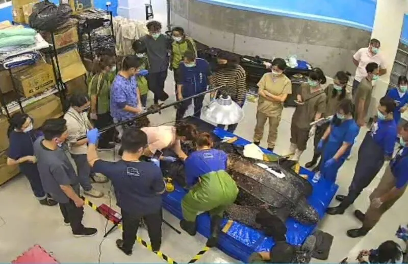 巨型革龜腸胃道卡「160公分漁網」　術後仍宣告死亡