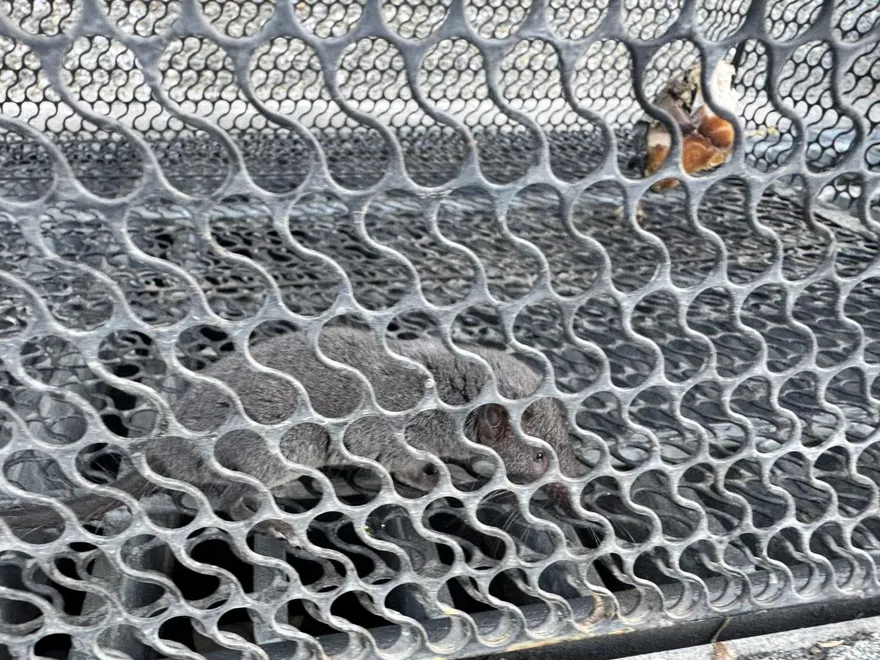 才捕獲錢鼠！田中清潔隊下秒「撿到2千元」　全場驚呆