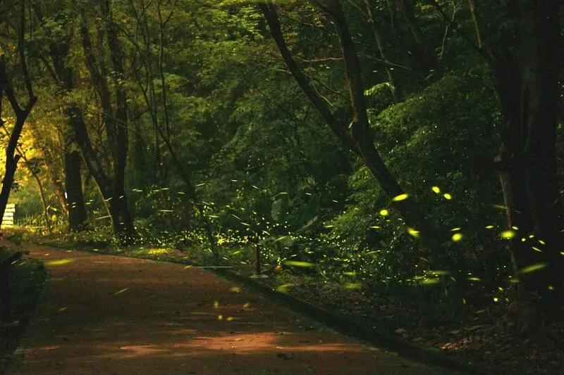 奧萬大螢火蟲季登場！3梯次「拜訪夜精靈」  報名方法曝