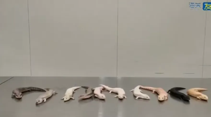 影/X光機揪走私　陸海關打開她背包驚見「10隻活跳跳蜥蜴」