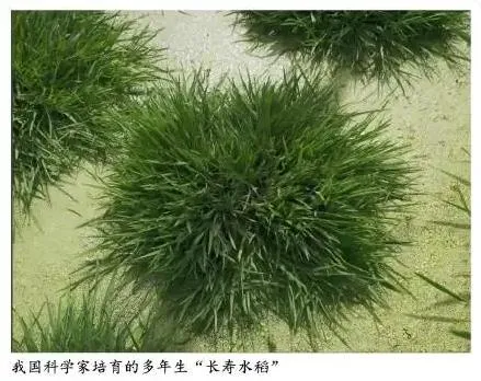 不用年年插秧！陸科學家培育出「長壽水稻」　一年播種多年收穫