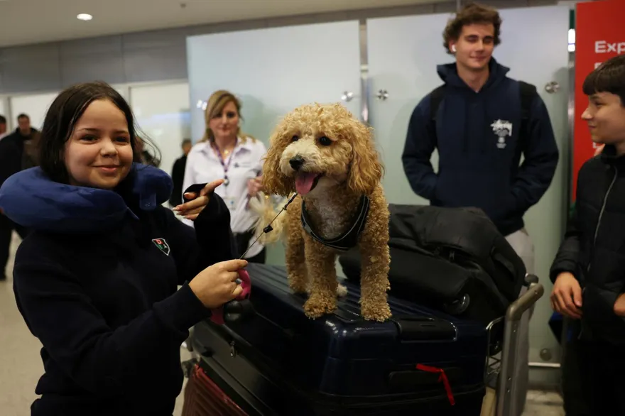 希臘啟動寵物空運計劃　幫助毛小孩和主人一起逃離中東戰火