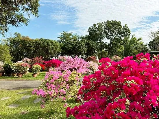 台南推花草療癒之旅　白河木棉花季700棵紅焰綻放中