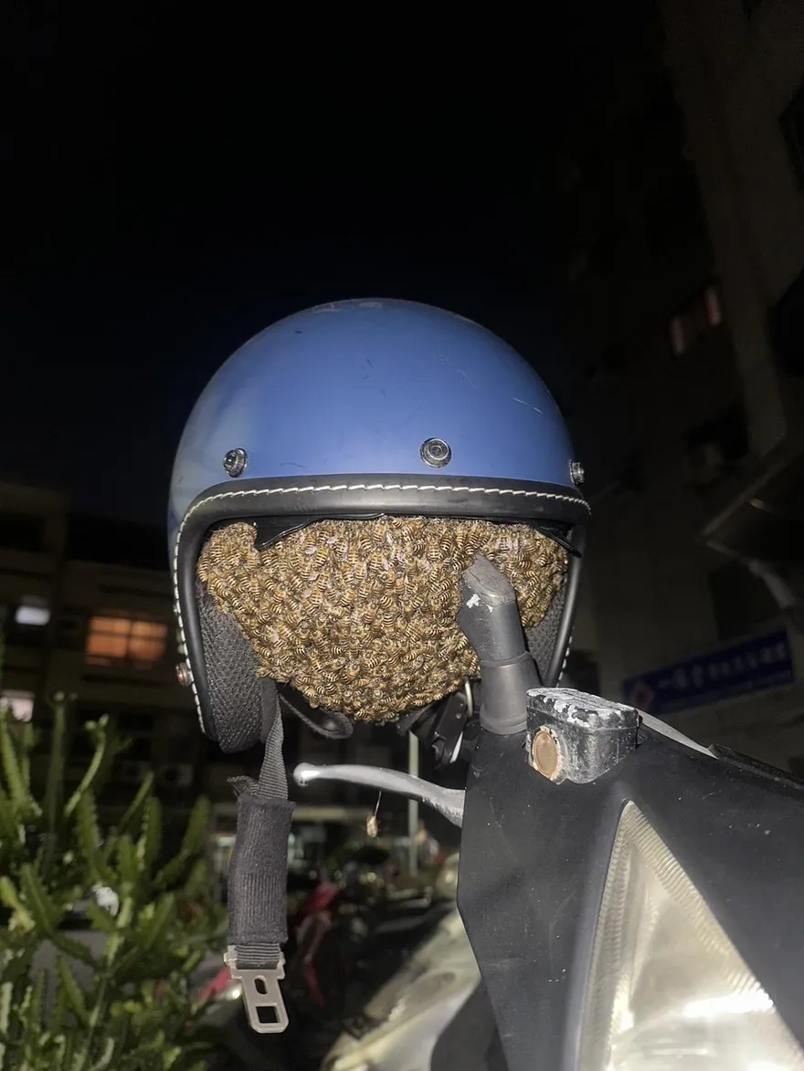 影/安全帽放戶外一夜變蜂巢　女伸手遭1500隻蜜蜂攻擊