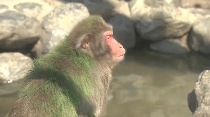 猴子變綠色？網友擔心遭虐待　日動物園澄清：為方便管理、安全無害