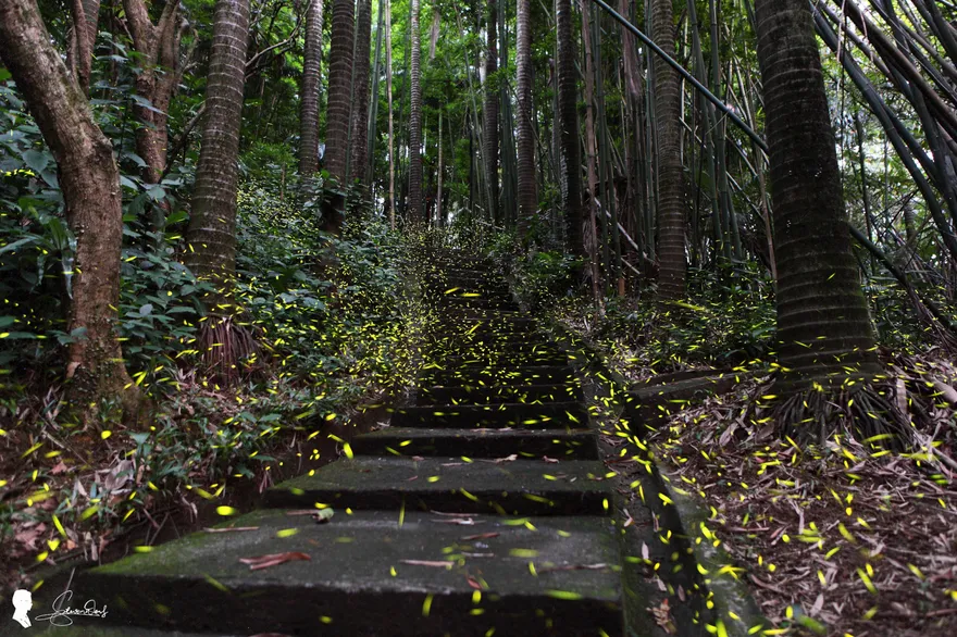 2026台北螢火蟲季4/1登場　市區賞螢秘境總整理