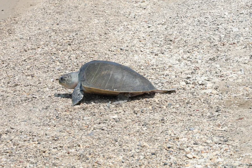 影/第118隻海龜回家了！海巡署118專線化身海洋守護天使