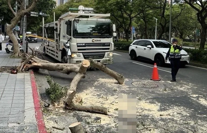 北市大安區大貨車撞路樹　巨樹遭連根拔起擋車道