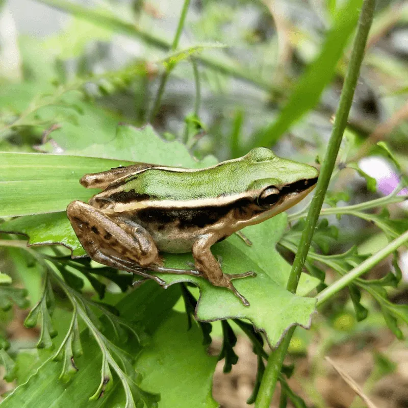 益生菌廠商攜手八方力量　消失的「蛙界名模」要回來了！