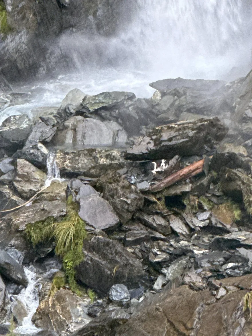 奇蹟生還！主人墜崖送醫　紐西蘭忠犬懸崖邊痴等一週獲救