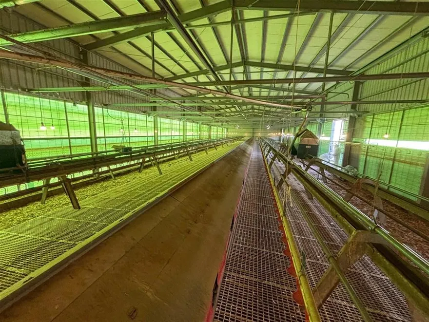 台中豐康畜牧場隱匿禽流感　私埋死雞賣染疫蛋4人起訴