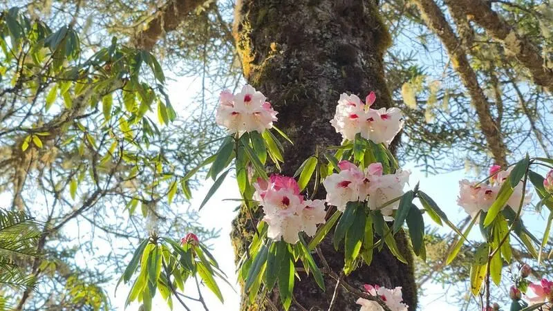 家長快看！兒童節大雪山、八仙山國家森林遊樂區12歲以下免費