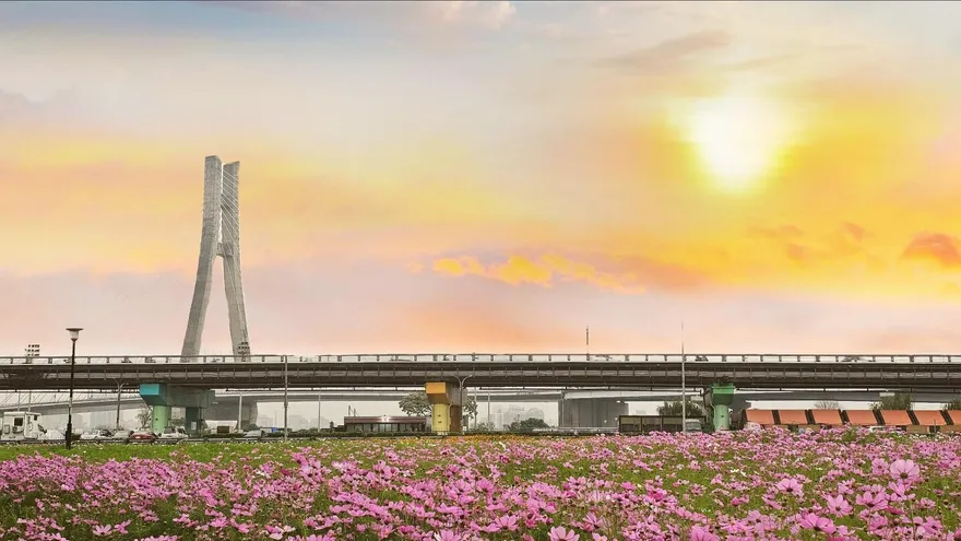 2026新北花海開跑！大都會公園「3公頃夢幻花園」波斯菊、向日葵綻放