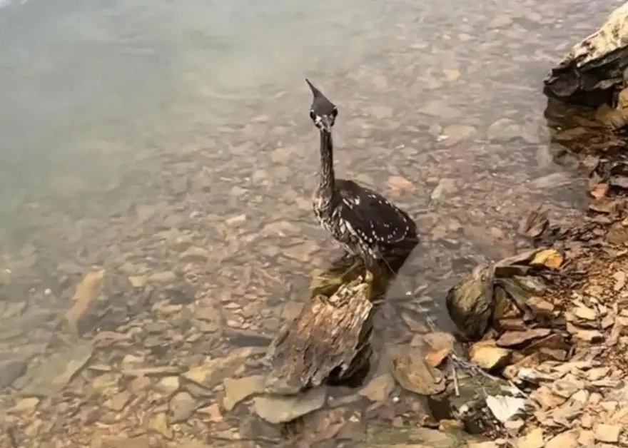 以為是很凶野鳥...他遊千島湖順手救了「最神祕國寶」僅存千隻