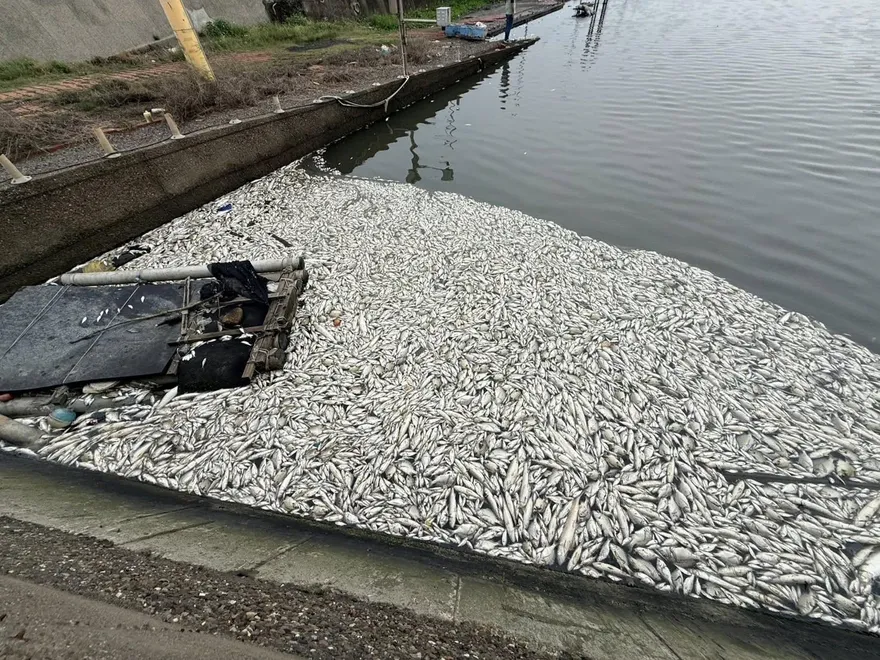 疑偷排廢水！彰化王功水門魚群集體暴斃　千尾溶氧過低亡