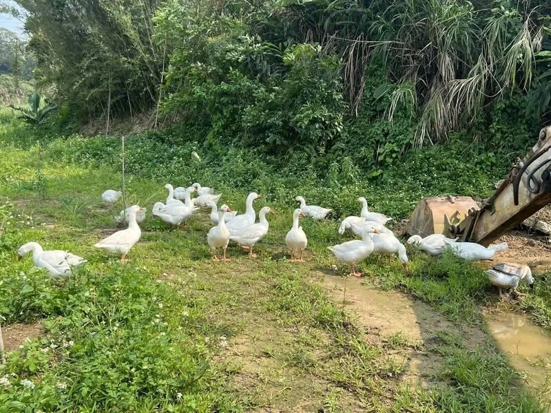 苗栗農園鵝群集體「翹家」！警循線抓到了　飼主感激：找回家人