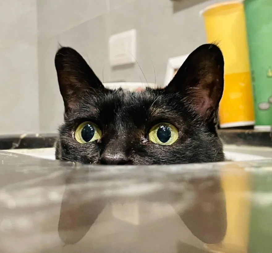 「黃阿瑪的後宮生活」Socles癌逝！直呼對「用藥新制」絕望又無奈