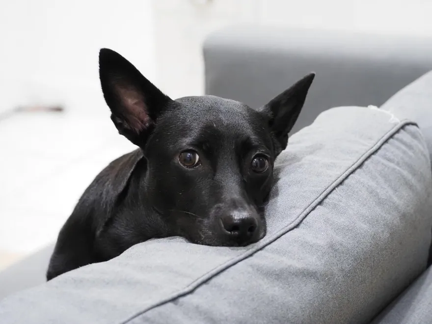 寵物用藥新制暫緩！石崇良表態「仍需評估」不宜貿然上路