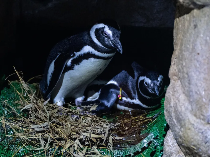 影/3對企鵝夫妻產4蛋未受精繁殖落空！台中海洋館：明年再拚