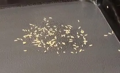 影/崩潰！永和世界豆漿大王活蛆爬滿餐盤　業者急回應