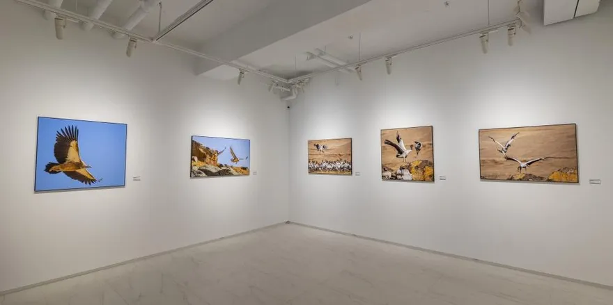 捕捉飛羽之美！《稀有高山·彩鳥報喜》攝影展亮相