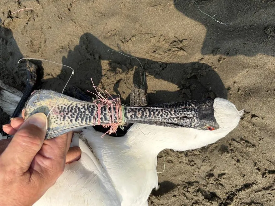 黑面琵鷺「遭魚線纏嘴」趴臥後龍海岸　搶救仍不治