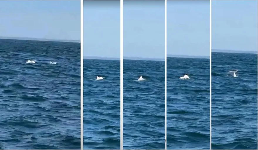 影/媽祖魚現蹤台南安平！5隻白海豚「超近距」共游　珍貴畫面首曝光