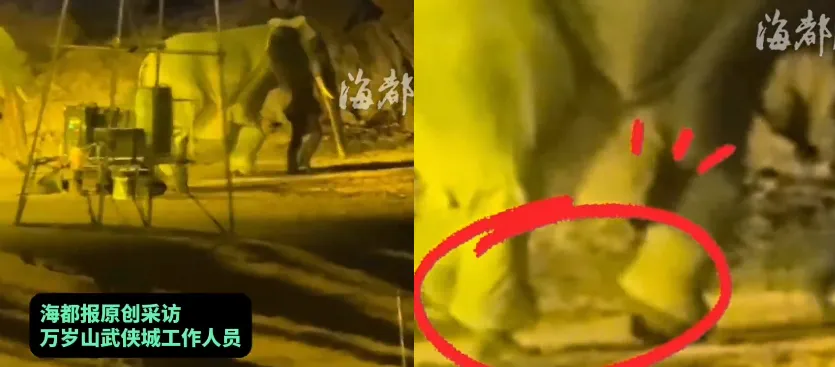 影/陸景區表演以為是真大象…直到露出「人腳」　網驚：騙我多年