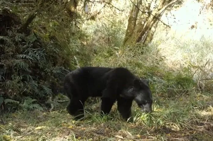 影/「森林傳說」系金A！紅外線相機捕捉黑熊覓食身影　珍貴熊窩曝