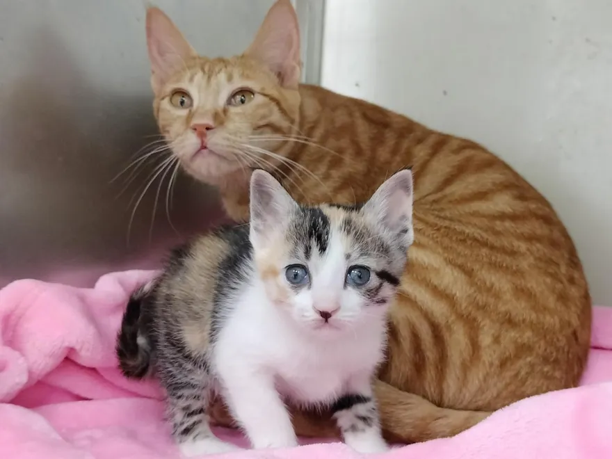 新北橘貓險被車輪輾過　動保處救援後產下超萌「花仙子」