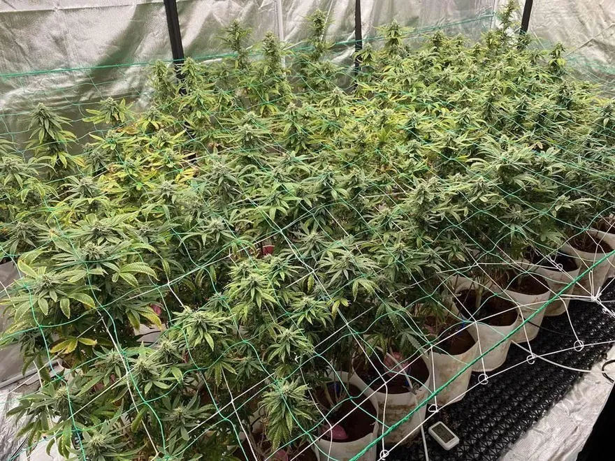 深化台美關係不只軍購！挺麻團體籲賴政府：向美靠攏「終止大麻戰爭」