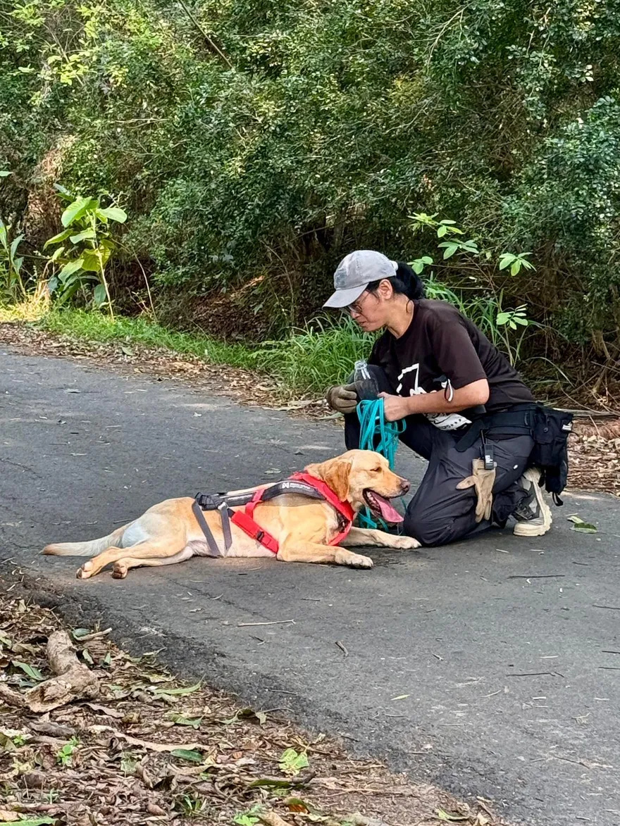 影/氣味會說話！警犬Uhoo勇奪德國BRH路徑追蹤高級認證
