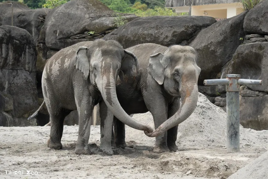 台北動物園亞洲象與非洲象成鄰居　竟然揮舞象鼻打招呼