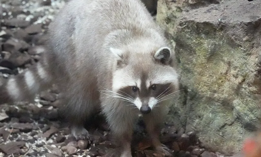 危險寵物禁養令5/1生效！浣熊、眼鏡蛇納管　違者最高罰25萬