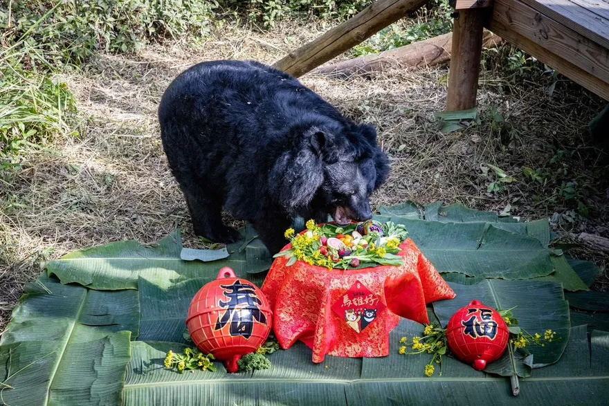 壽山動物園黑熊「瑪莉奶奶」辭世！　今年第4隻明星動物離開