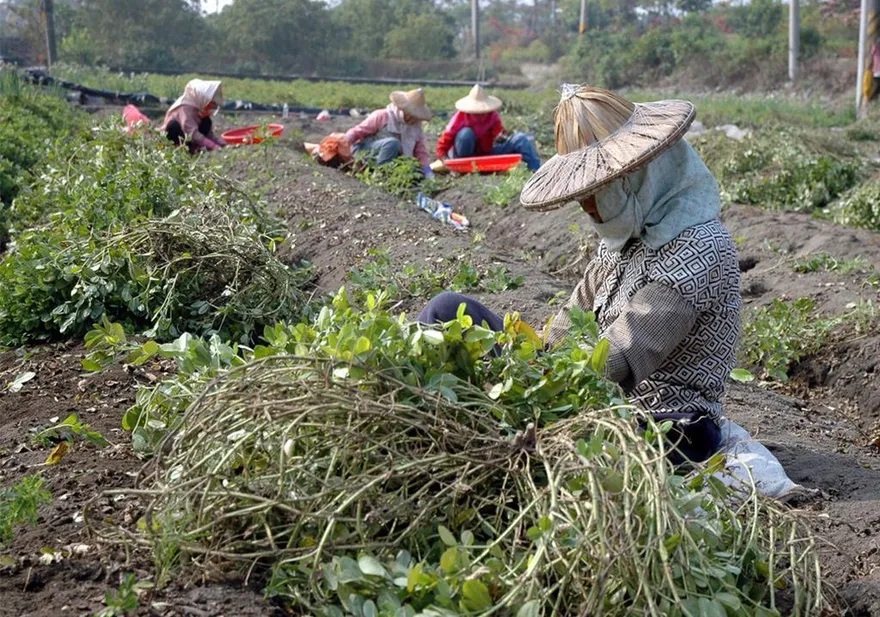 美國花生零關稅進口！彰化花生農剉咧等：拜託政府「千萬毋湯」