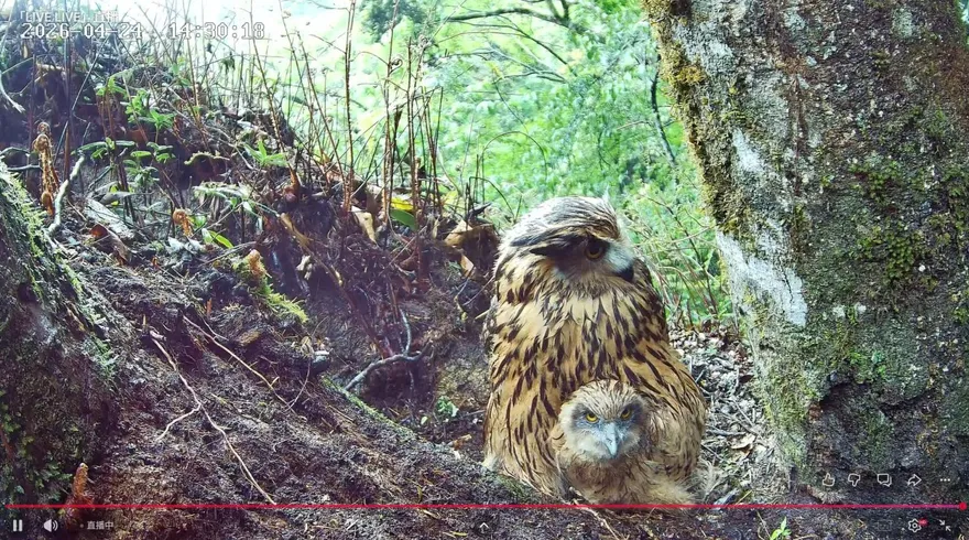 影/雪霸「暗夜王者」神秘生活曝光　24小時直播黃魚鴞育雛