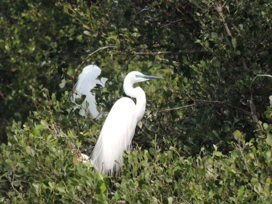 春天限定浪漫！看鷺科鳥類銜枝定情　共築援中港春日情歌