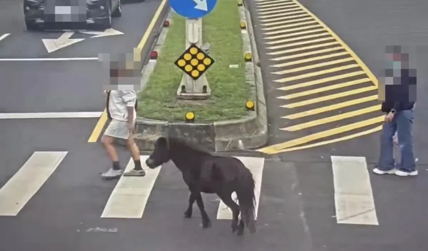影/北投路邊驚見黑馬逛大街　警急尋飼主開單告發