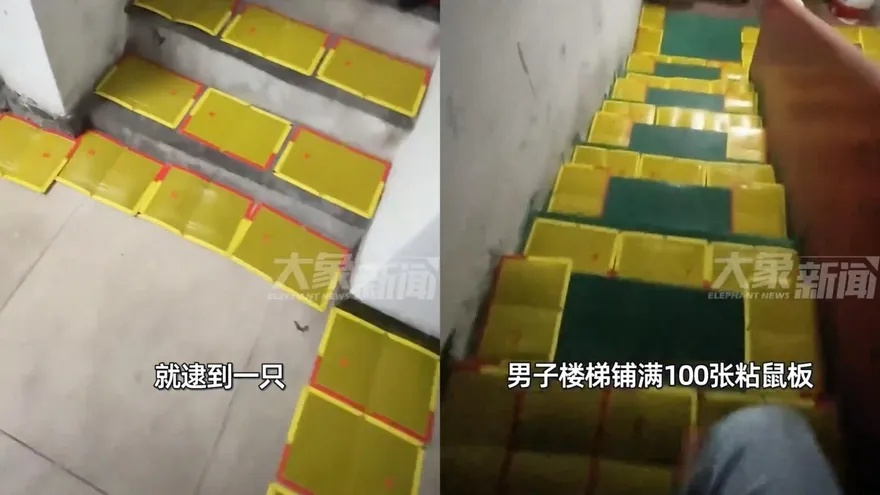 影/超狂滅鼠！陸男「100個黏鼠板」鋪滿樓梯間…戰果曝光