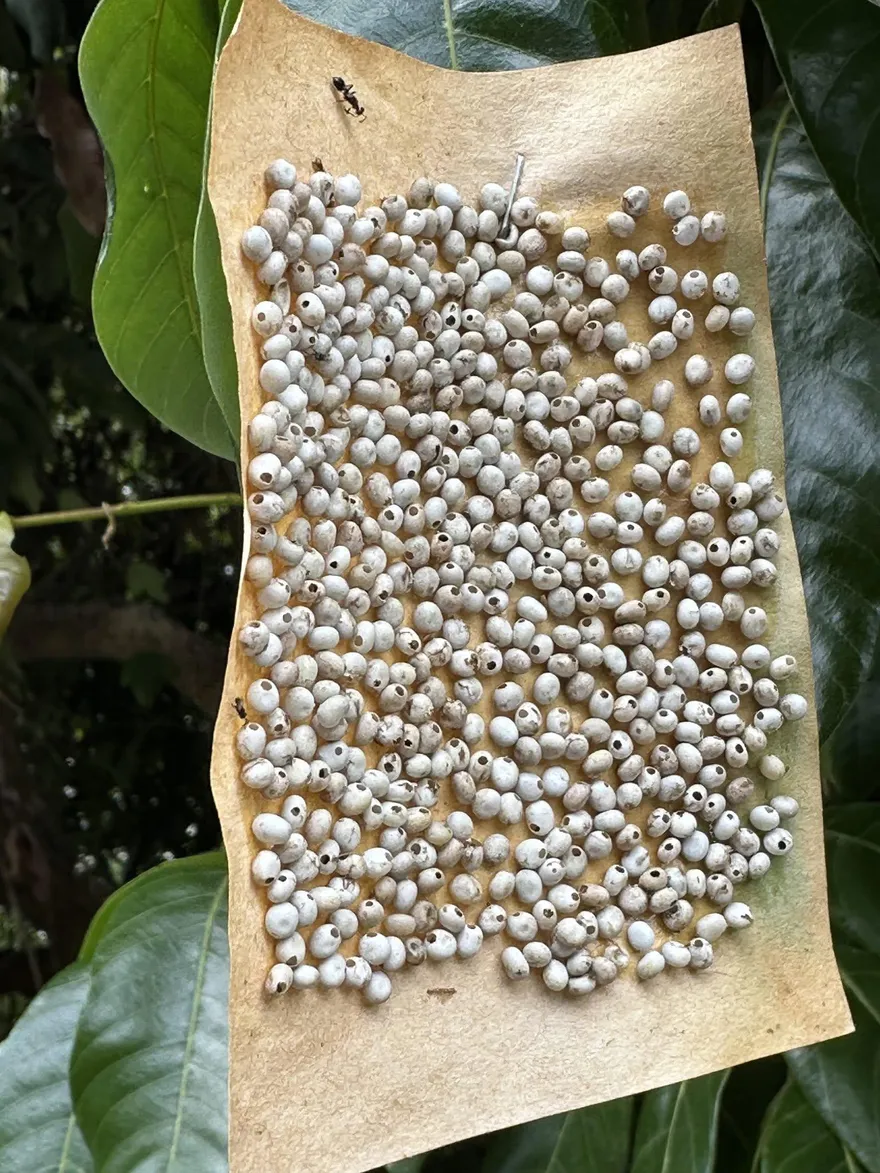 樹幹驚見神秘小卡黏滿「詭異小白球」　內行人解答：防治荔枝椿象