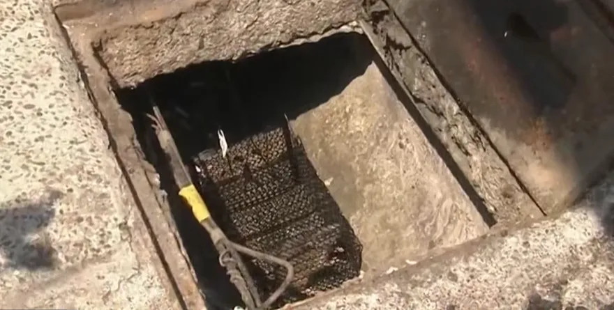台北真的滿街老鼠？兩派網友吵翻　他嘆：人心髒了